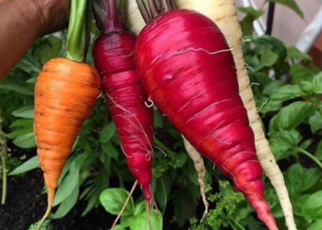 Vegepod