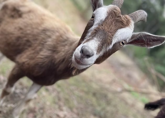 hunter valley goat hire