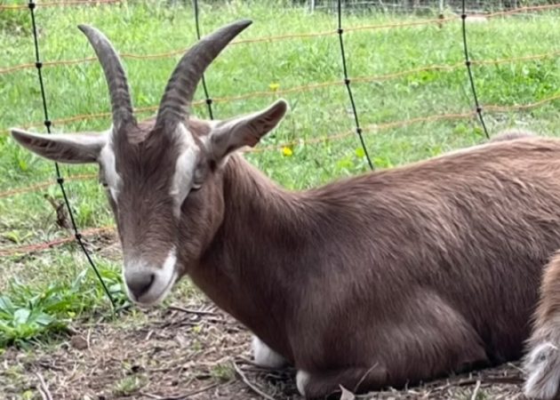 Goat hire