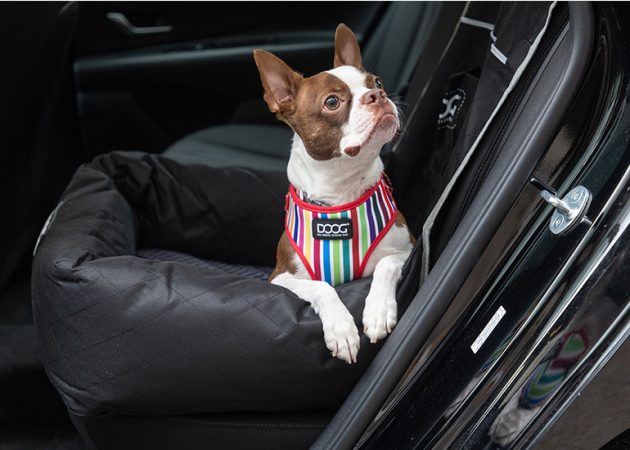 dog wearing a striped DOOG harness