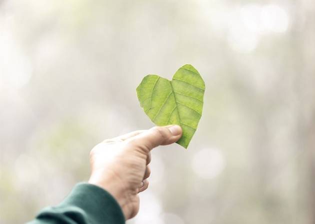 heart shaped leaf held up to the sun