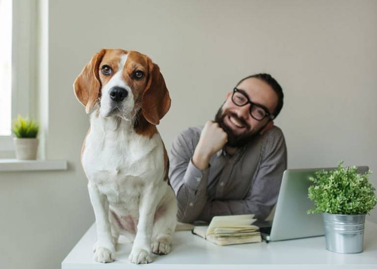 Paws for thought: the pros and cons of a pet-friendly office