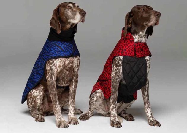 active creatures dog apparel