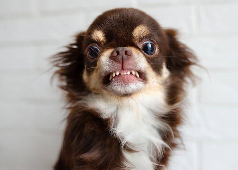 Fair Work watchdog a toothless chihuahua, says CFMEU boss