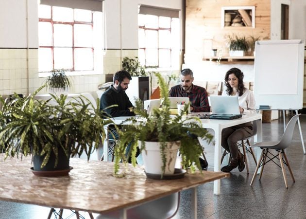 Green plants in office space workplace