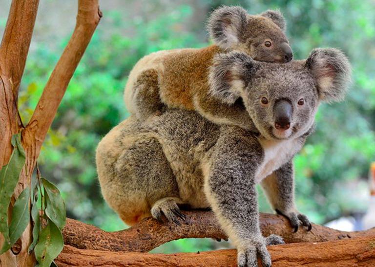 How small businesses can have a BIG impact on wildlife conservation