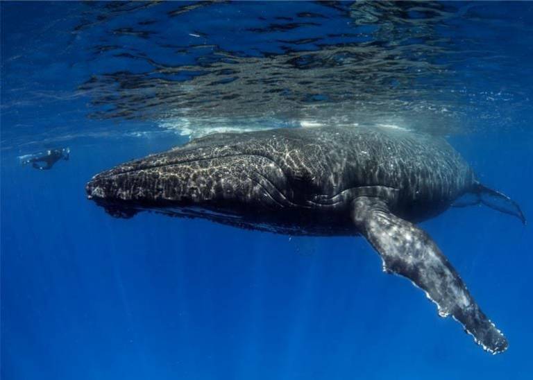 Making magic moments: Majestic Whale Encounters