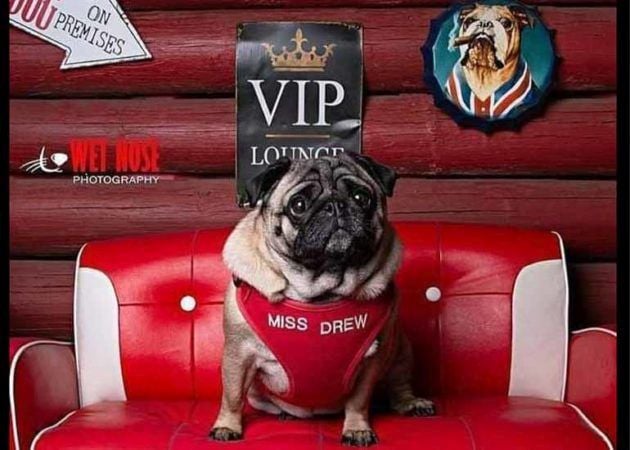 your dog is a VIP at Miss Drews