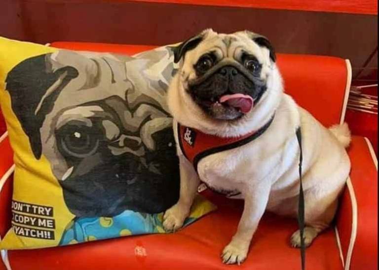 Miss Drew’s Doggie Cafe: A pawfect place for furry friends