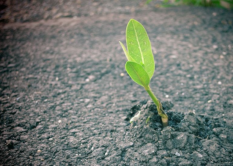 Green plant shoot sprouting from road or footpath