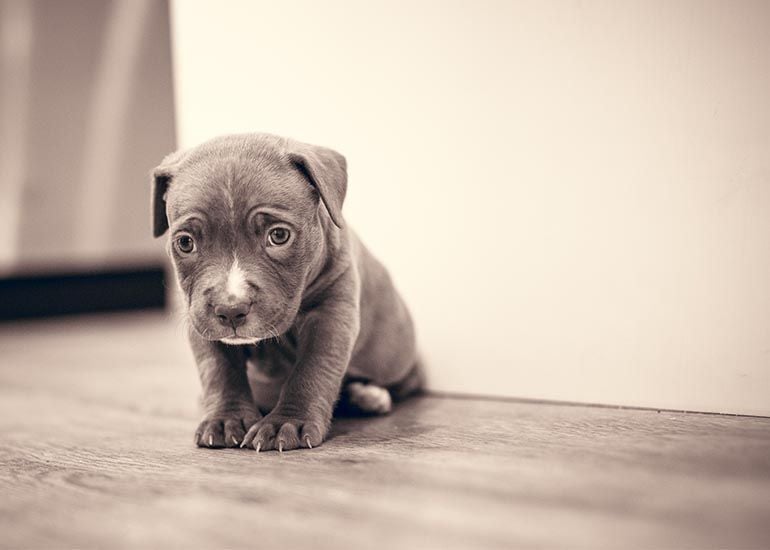 Cute grey puppy with sad, regretful look on its face