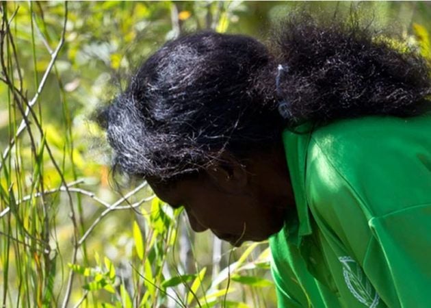 Bush Medijina hand harvests botanicals