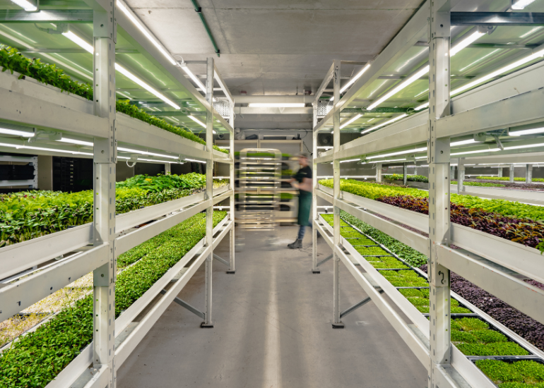 Inside of Greenspace's city macrofarms. Image: Supplied.