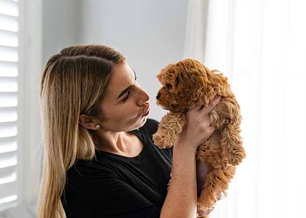 MyCavoodle
