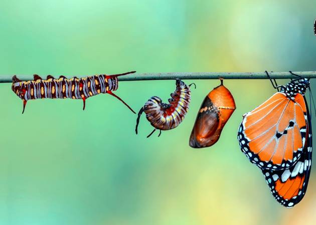 Caterpillar to butterfly concept of a reinvention mindset