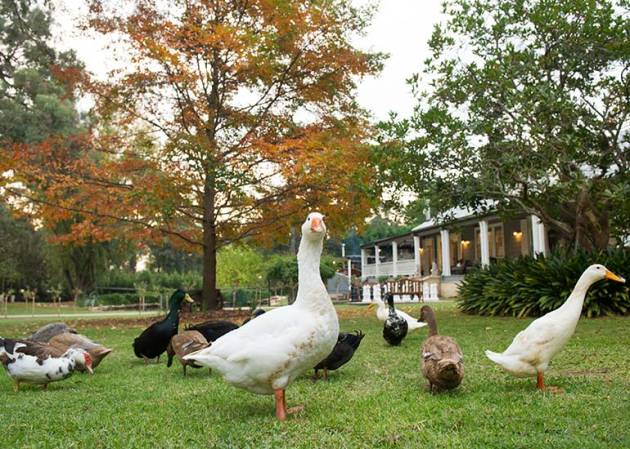 The geese of Kalinya Estate