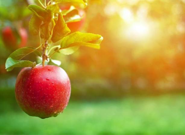 Apple tree with fruit illustrating an article on how to manifest success by Hilton Misso.