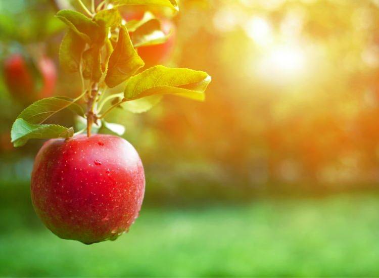 The five-step system for turning vision into reality